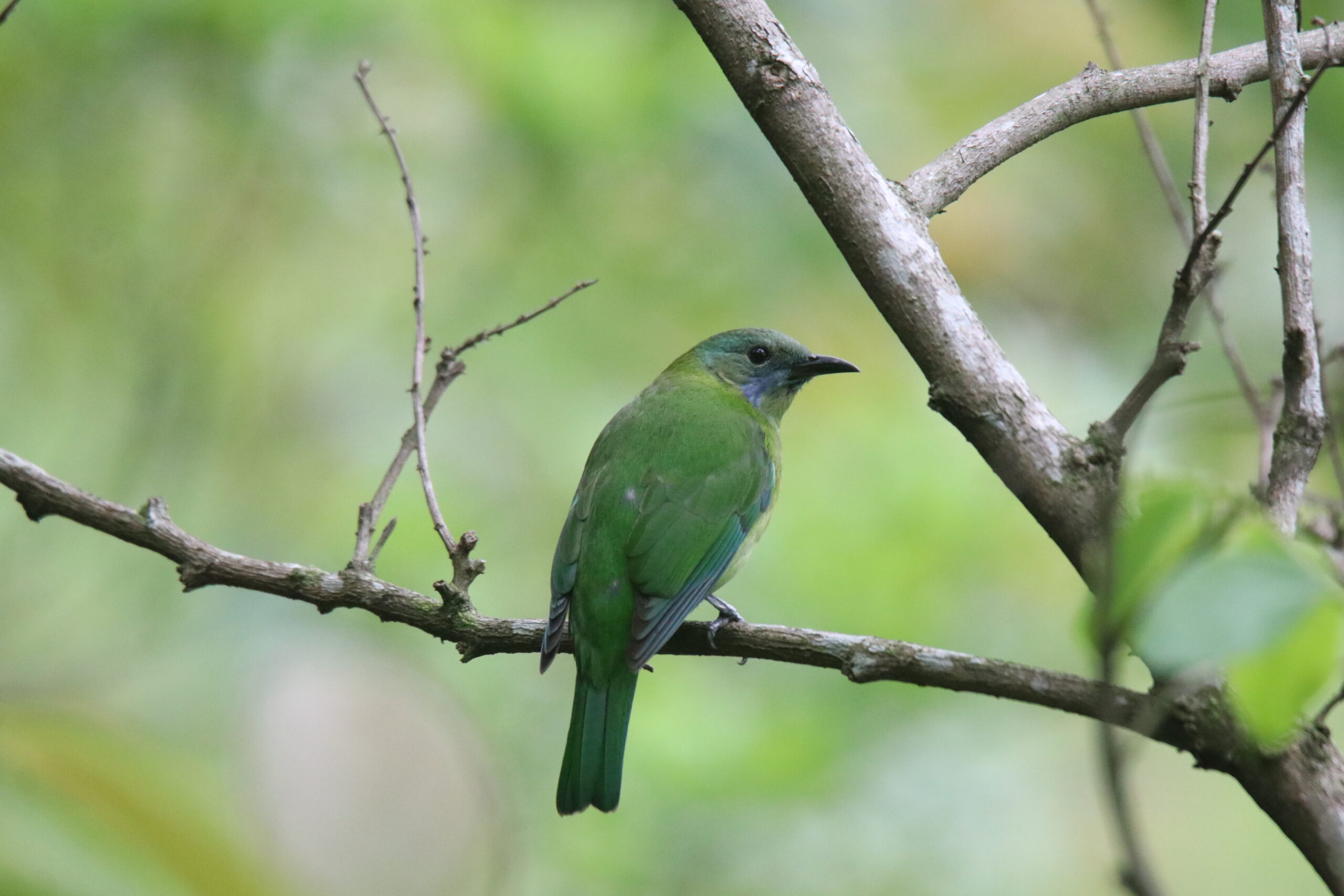 An Orange-bellied Leafbird perched on a horizontal branch.