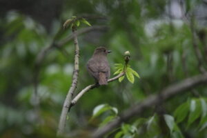 A female Zappey's Flycatcher perched on a branch with blurry green tree leaves in the background.