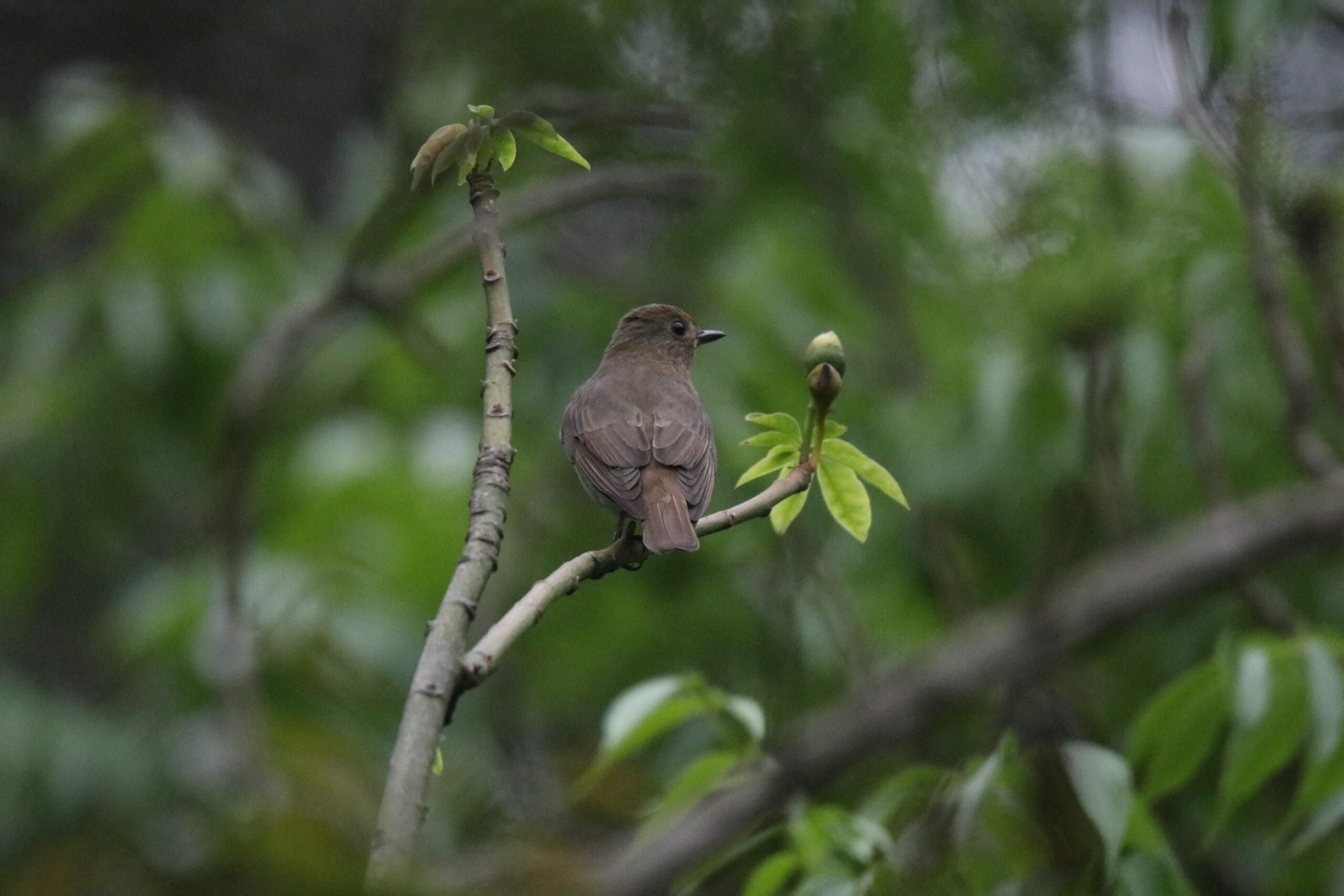 A female Zappey's Flycatcher perched on a branch with blurry green tree leaves in the background.