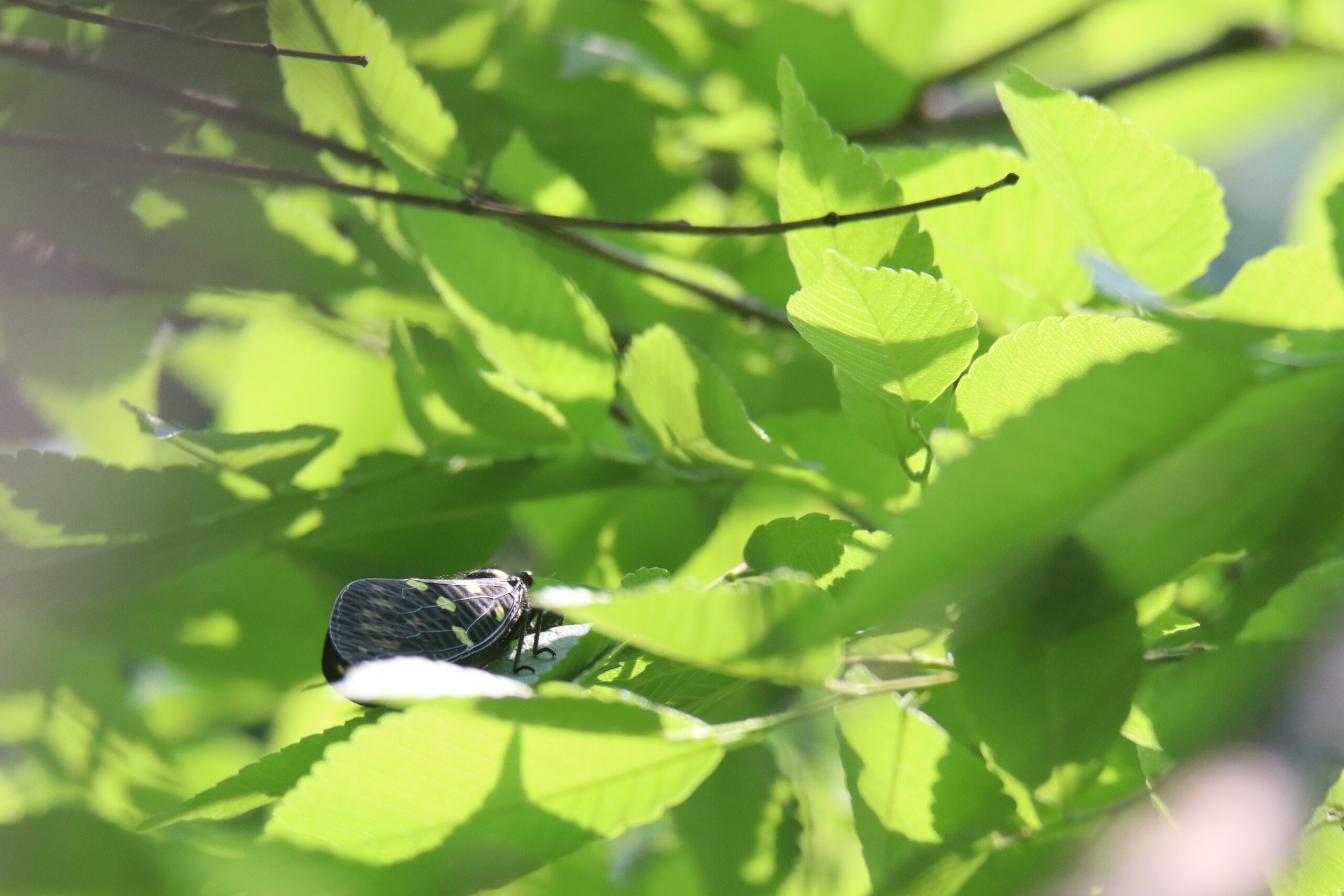 A small cicada sitting on a green leaf.