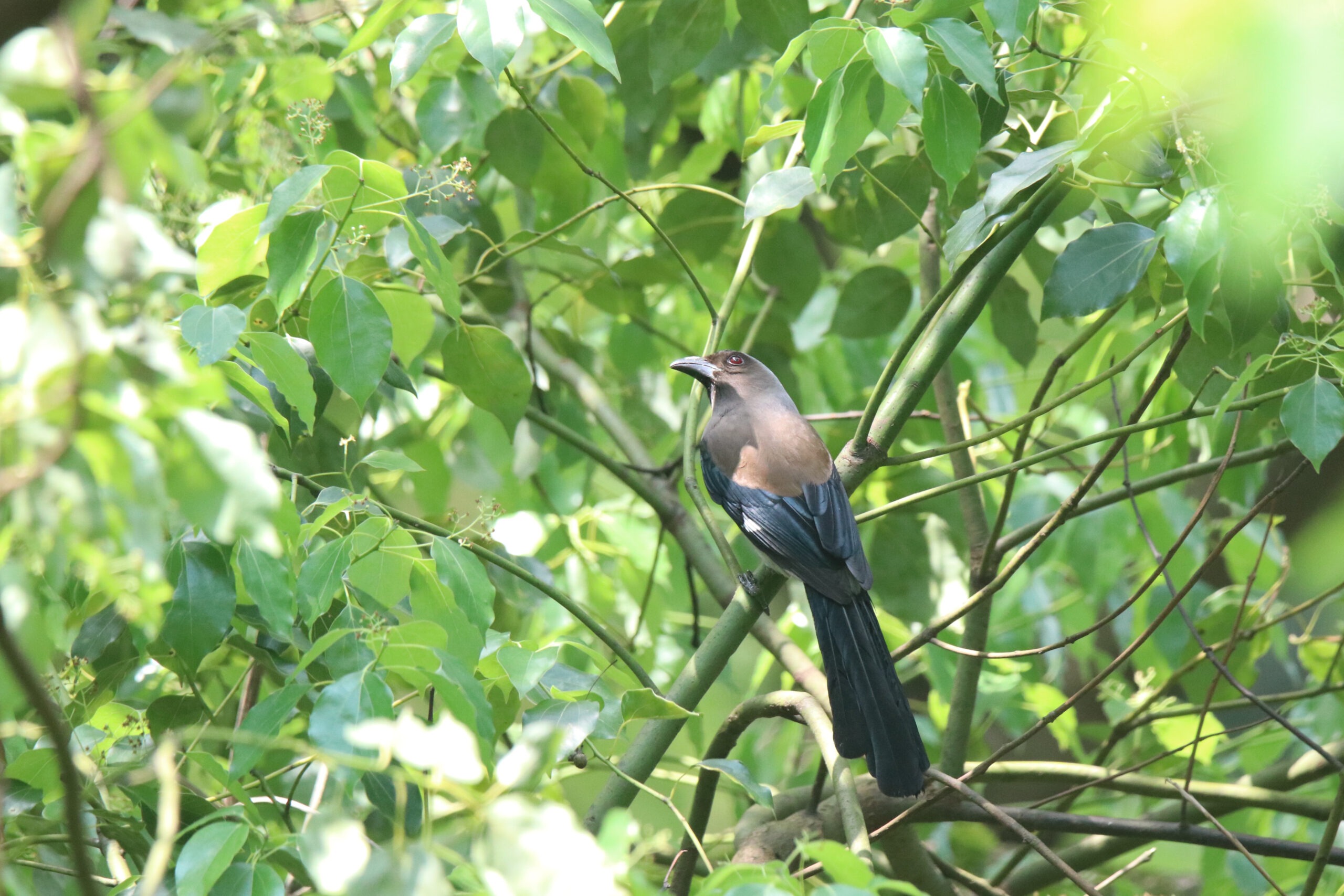 A Grey Treepie perched on a branch with other branches and green leaves nearby.