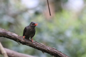 A Black Bulbul standing on a thick branch with a soft blurred background.
