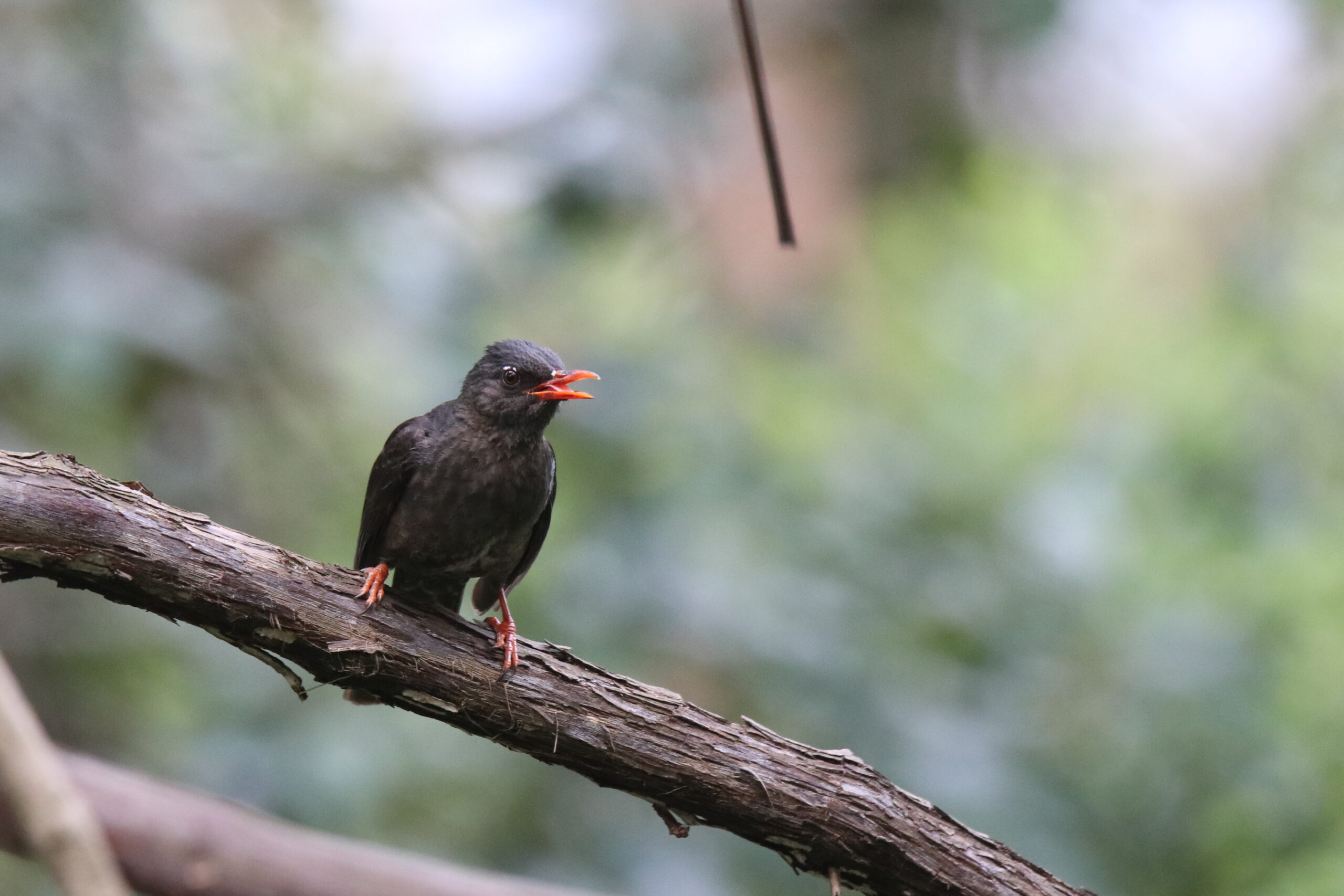 A Black Bulbul standing on a thick branch with a soft blurred background.