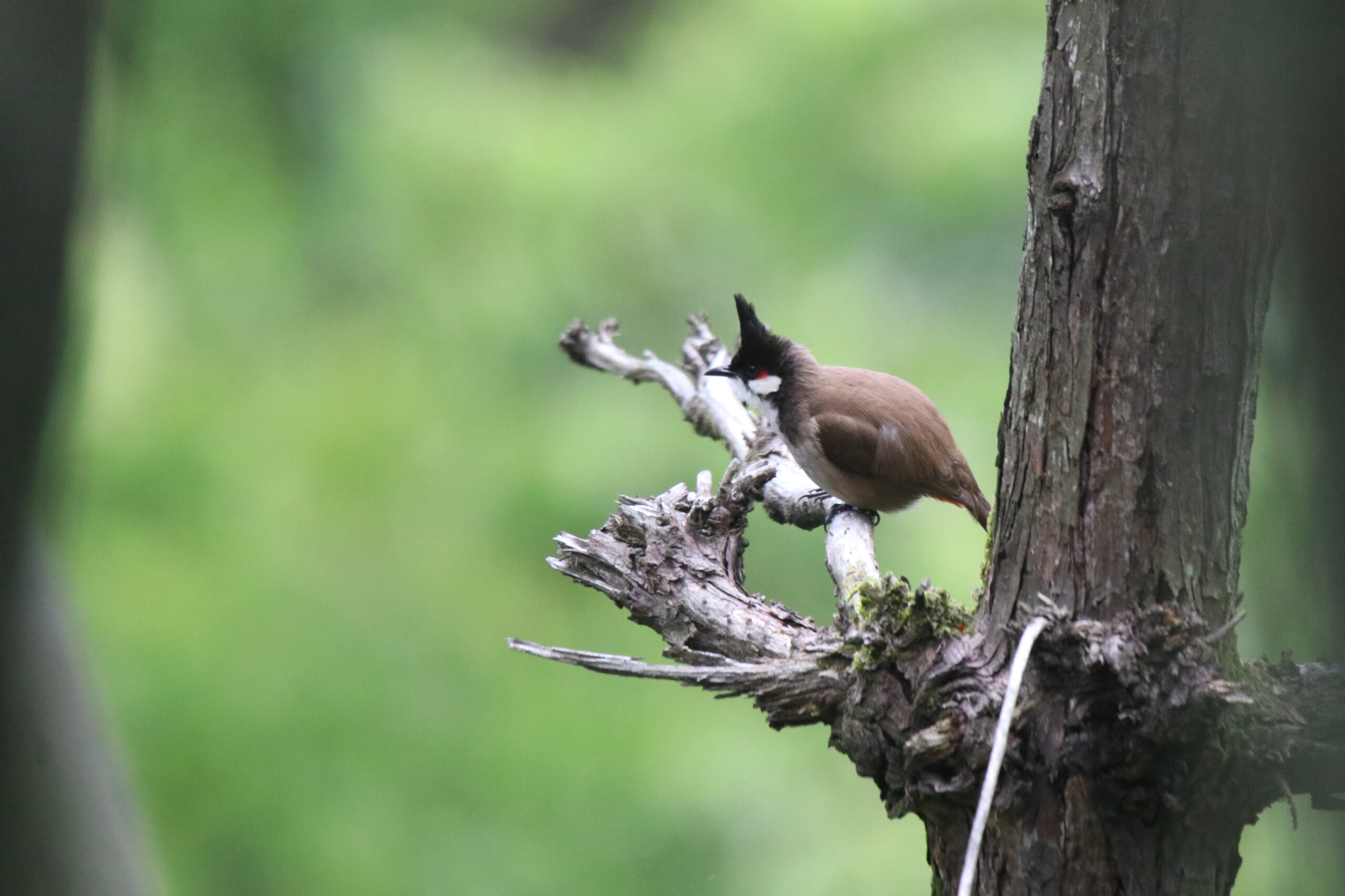 A Red-whiskered Bulbul standing on a twig facing forward with a soft blurred background.