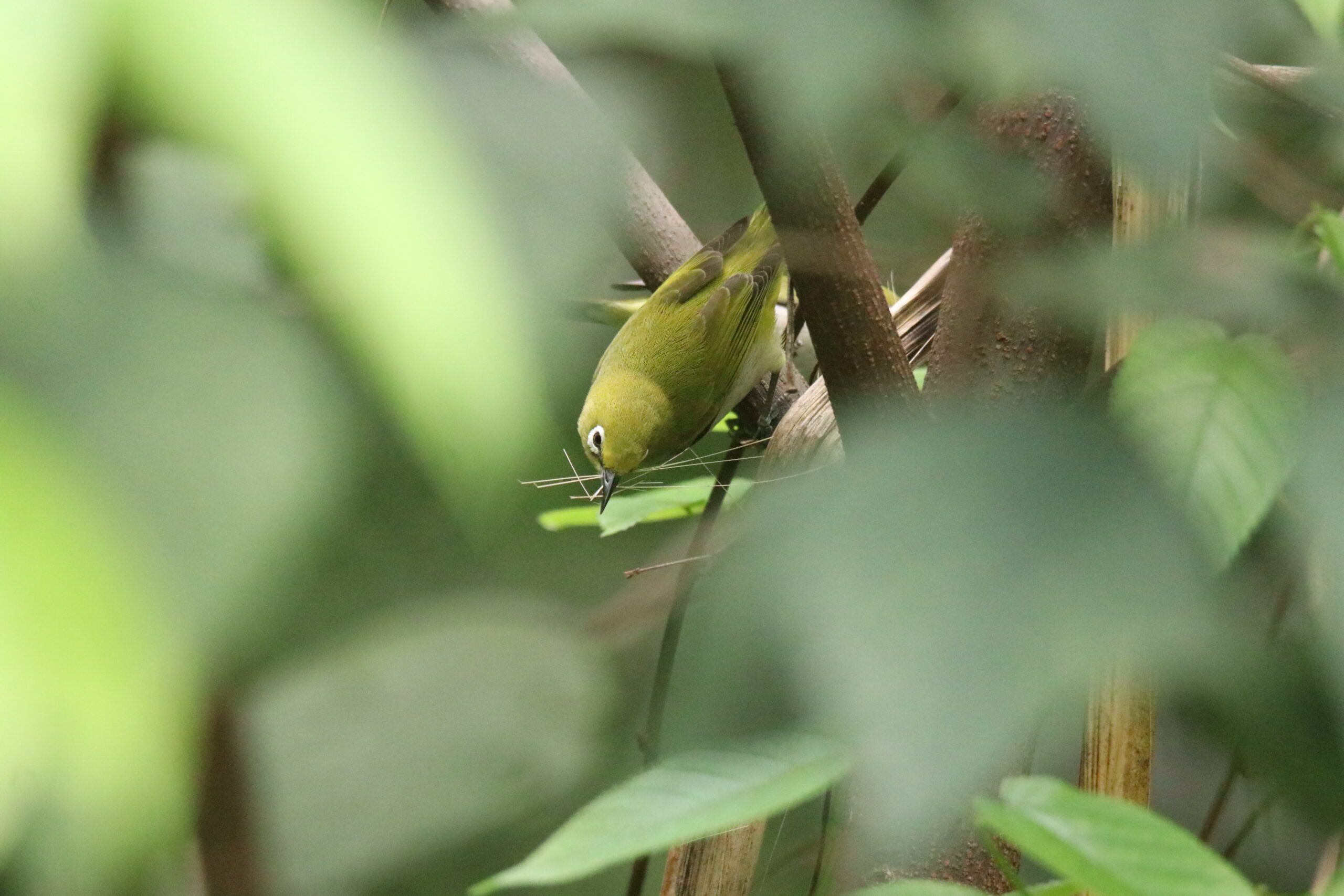 An Ashy-bellied White-eye is gathering nesting materials.