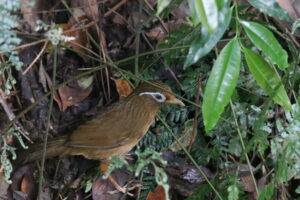 A Chinese Hwamei walking on a forest floor.