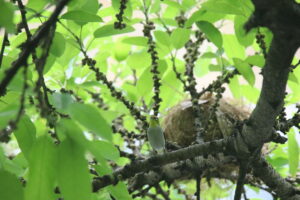 An Ashy-bellied White-eye standing on a branch near a bird's nest with few nesting materials in its beak. The bird is stealing nesting from other bird's nest as I saw it fly away later on.