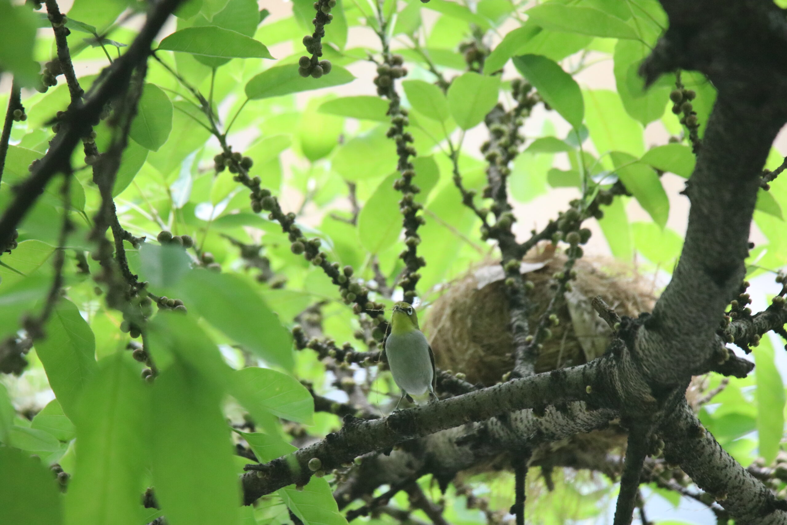 An Ashy-bellied White-eye standing on a branch near a bird's nest with few nesting materials in its beak. The bird is stealing nesting from other bird's nest as I saw it fly away later on.