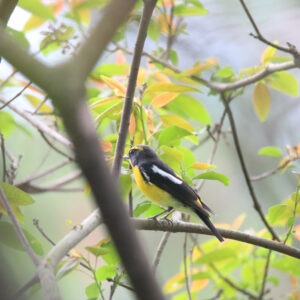 A Narcissus Flycatcher perched on a branch among surrouding green leaves.