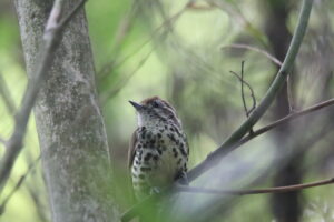 A Speckled Piculet perched on a branch facing right against a blurred background.