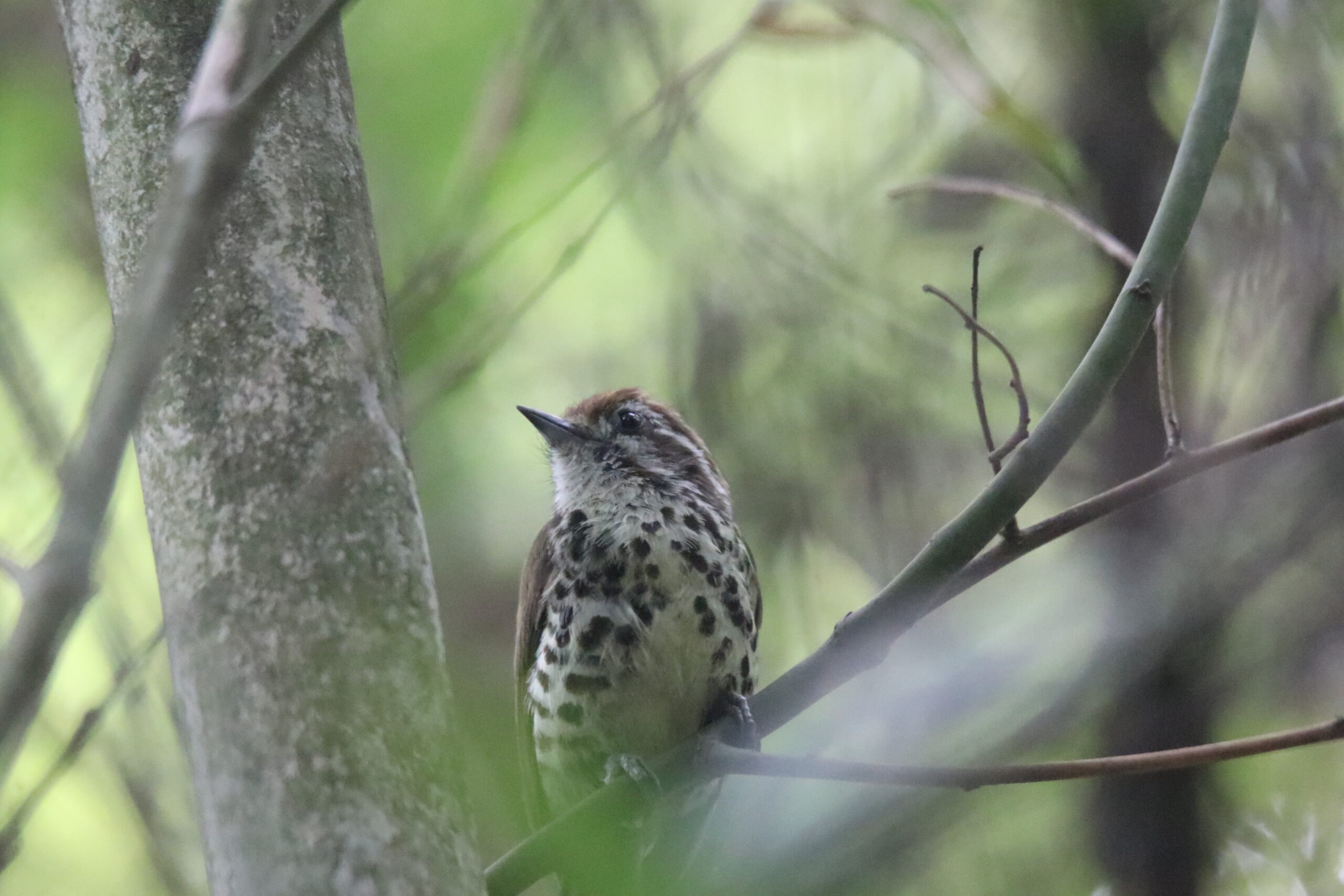 A Speckled Piculet perched on a branch facing right against a blurred background.