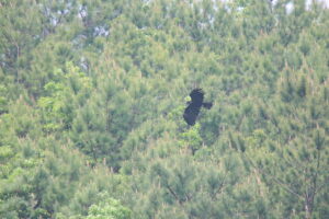 A Black Eagle gliding through a mountain valley.