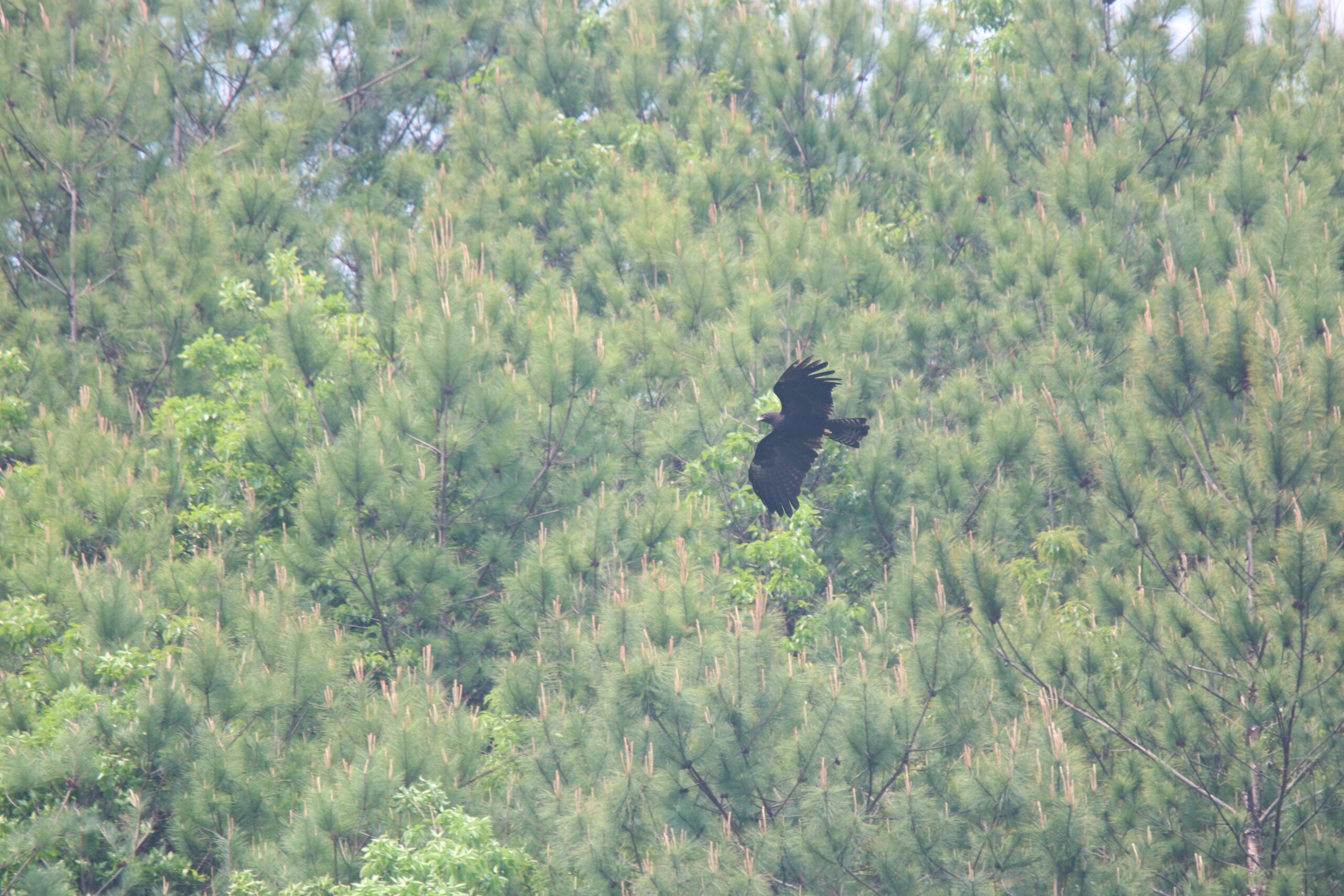 A Black Eagle gliding through a mountain valley.