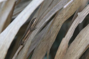 A Grass Lizard climbing among dry grasses.