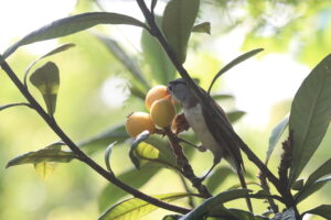 A Grey-headed Parrotbill perched on a loquat branch near 3 loquat fruits.