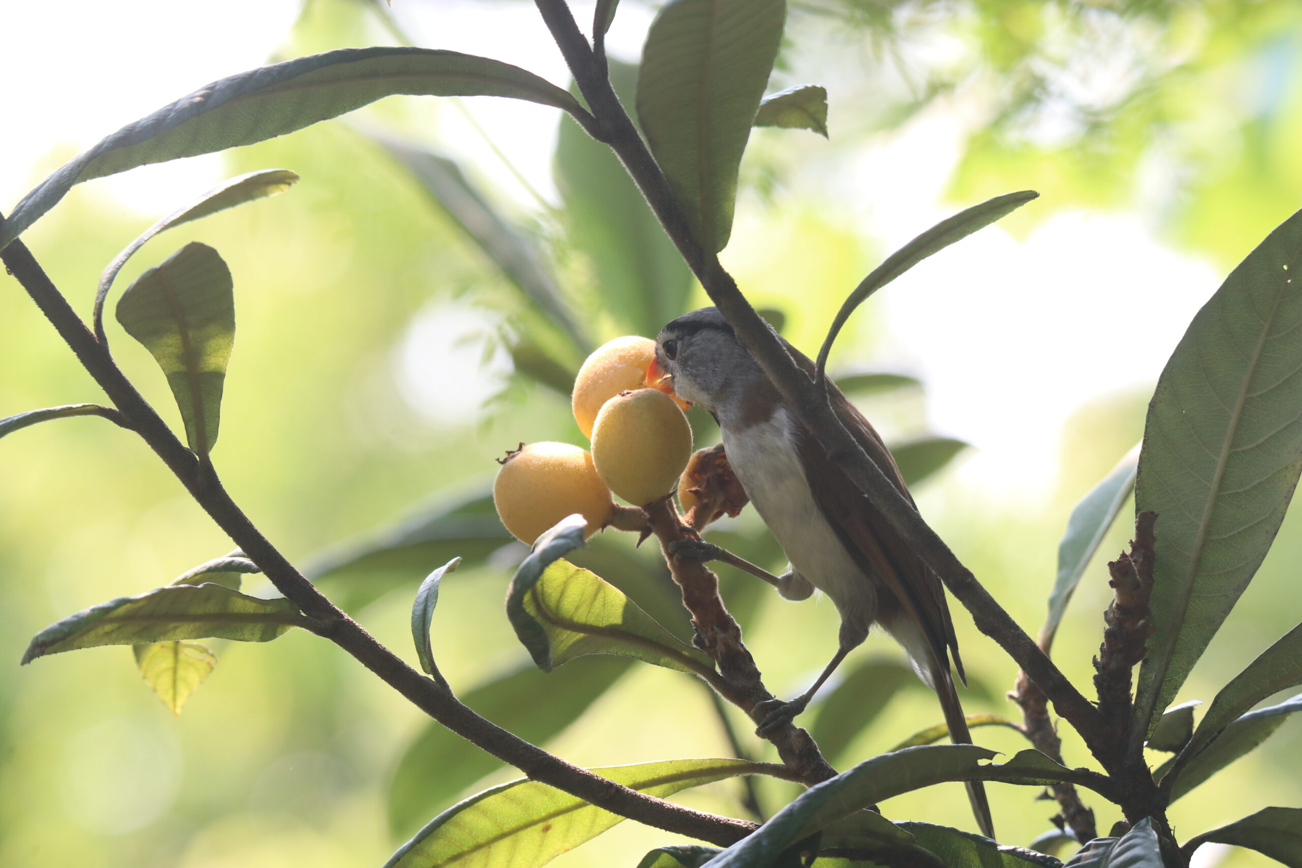 A Grey-headed Parrotbill perched on a loquat branch near 3 loquat fruits.