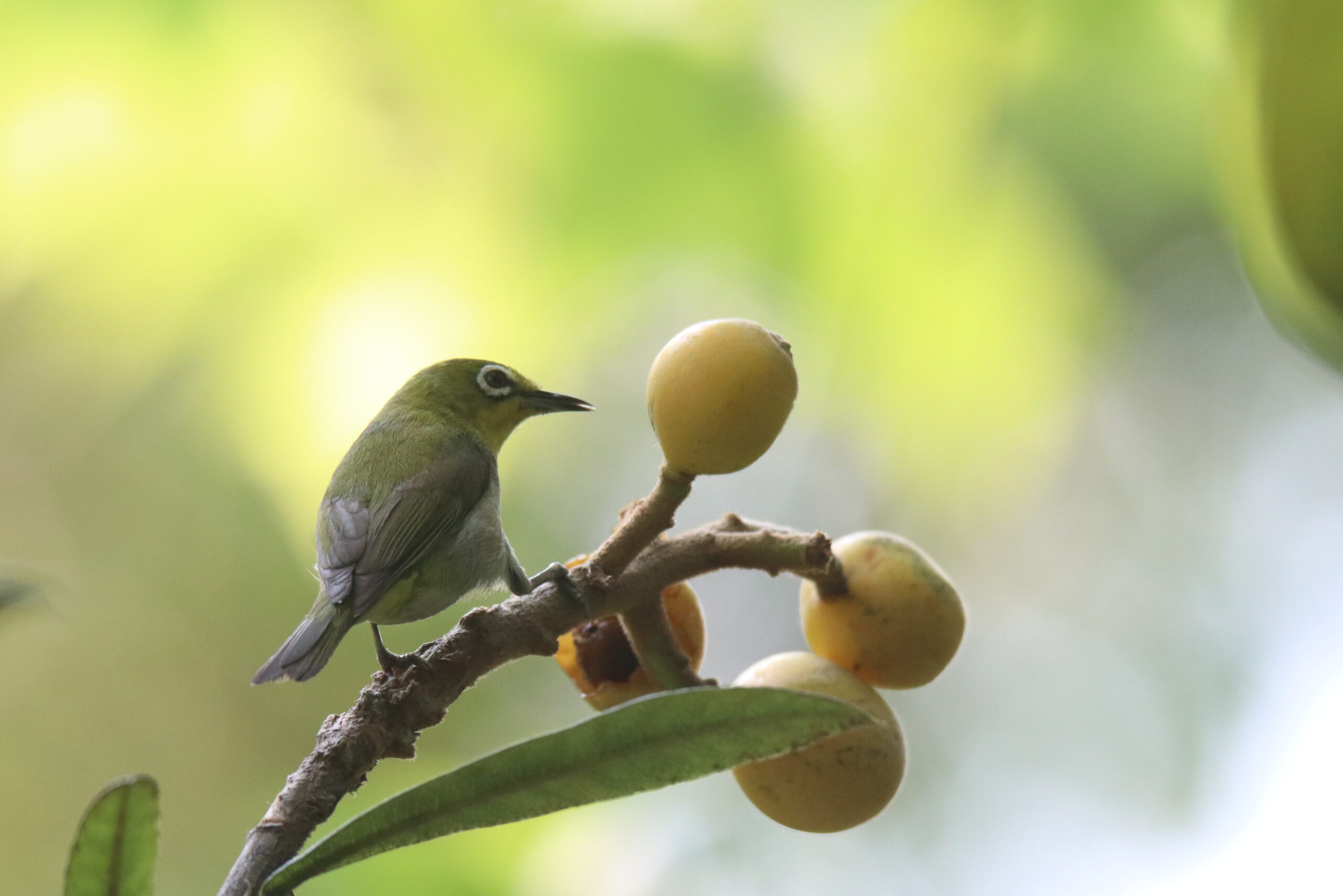 An Ashy-bellied White-eye perched on a loquat branch with four loquat fruits. The bird is facing towards one of the fruits.