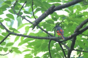A Grey-chinned Minivet standing on a horizontal branch with a green bug in its beak.