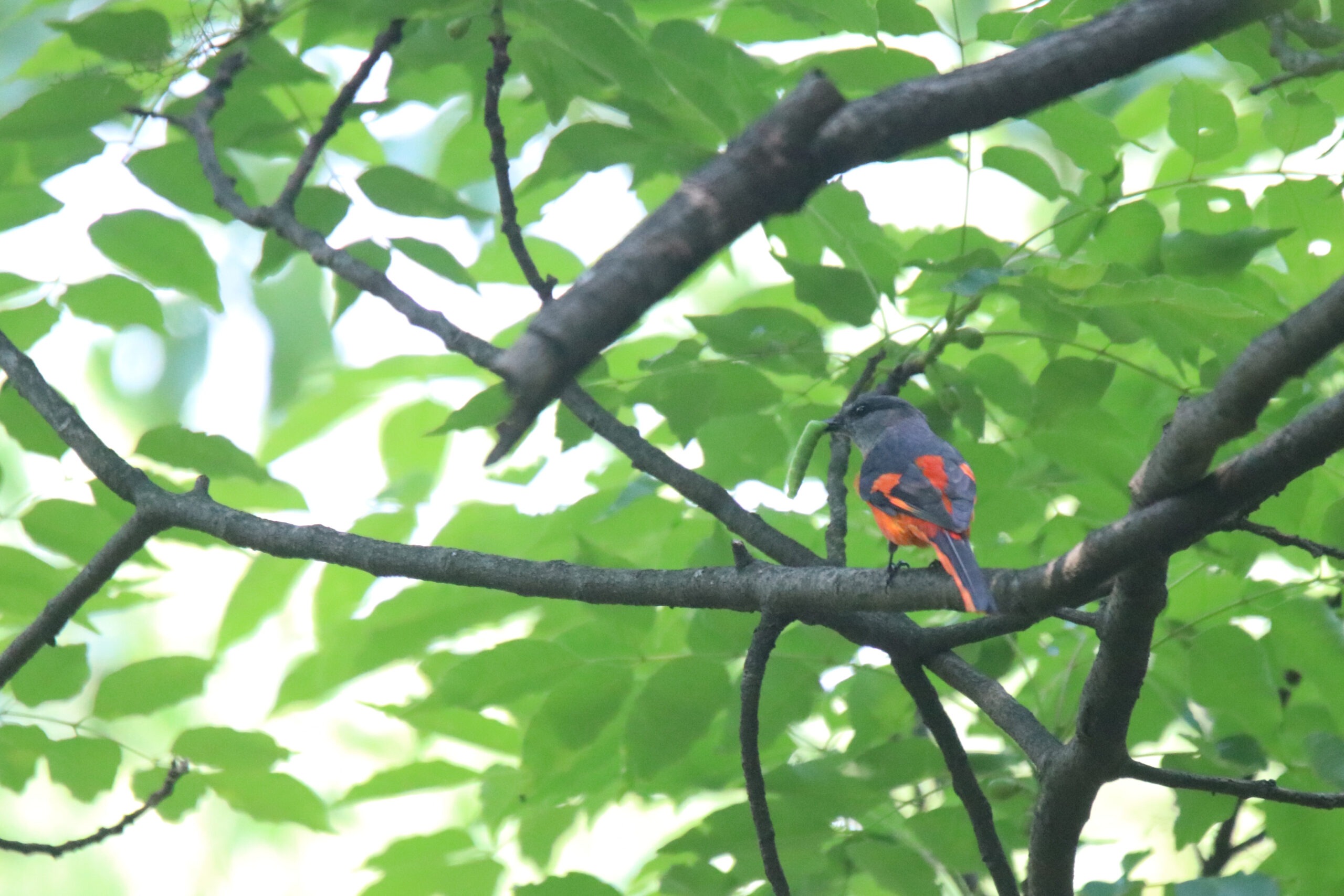 A Grey-chinned Minivet standing on a horizontal branch with a green bug in its beak.