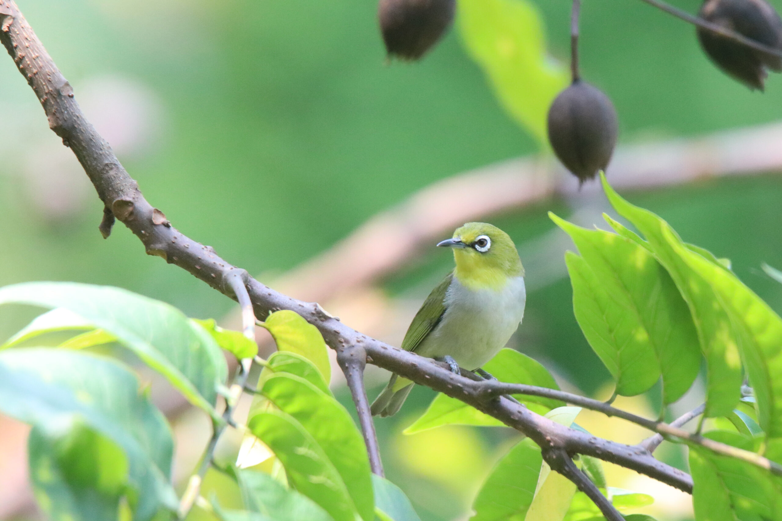 An Ashy-bellied White-eye perched on a branch facing right with green leaves nearby against a soft blurred background.