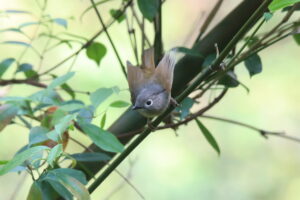 A Huet’s Fulvetta perched on a thin bamboo branch looking upward against a soft blurred background.