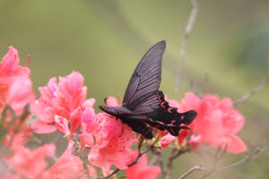 A Battus Philenor rests on an azalea against a soft blurred background.