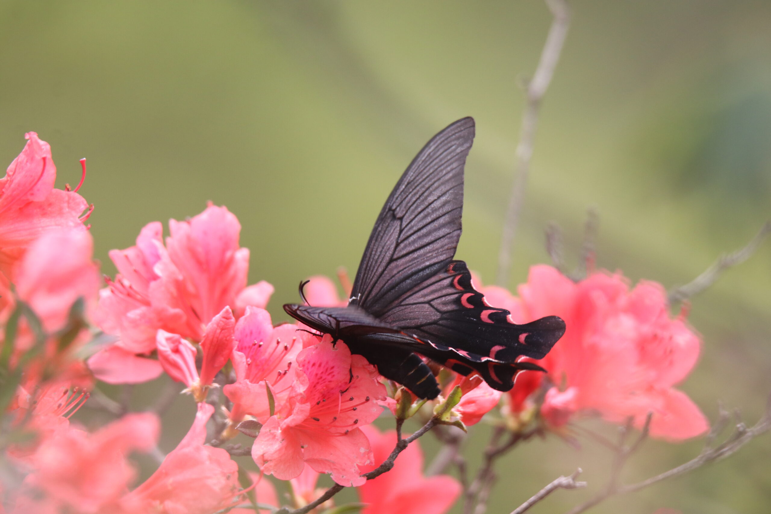 A Battus Philenor rests on an azalea against a soft blurred background.