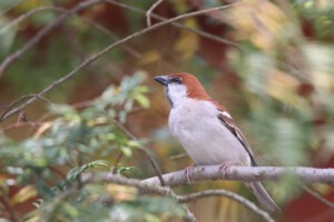 A Resset Sparrow perched on a horizontal branch with blurred leaves nearby.