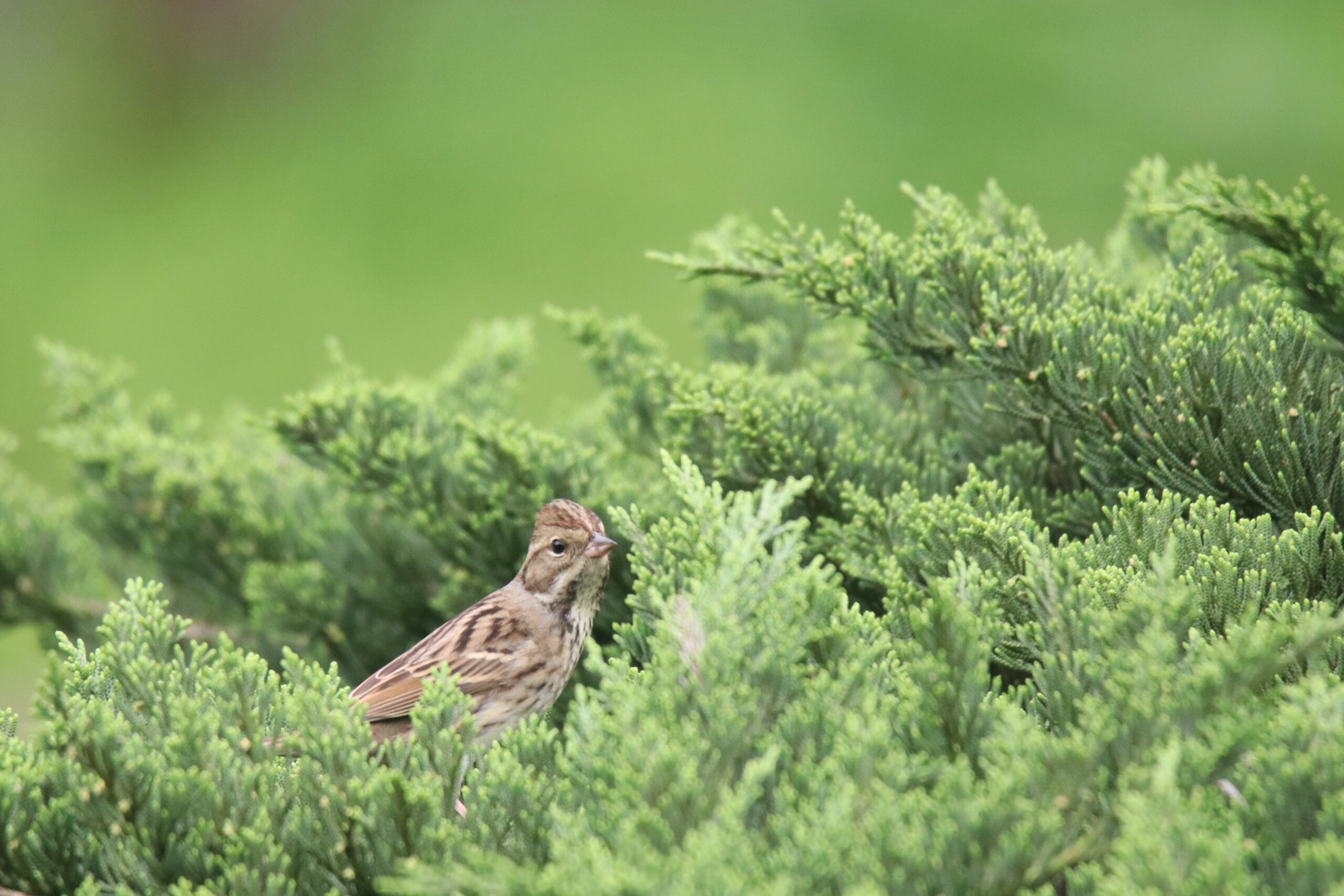A Black-faced Bunting perched among the dense green needles of an evergreen shrub.