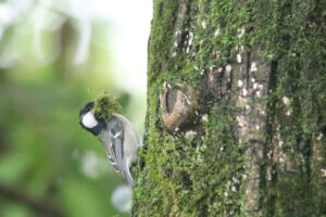 A Cinereous Tit is perched on a pine tree in a wetland park, collecting moss from the tree as nesting material.