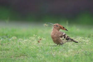 An Eurasian hoopoe is shown catching and tossing an insect before eating it, with a soft green background.