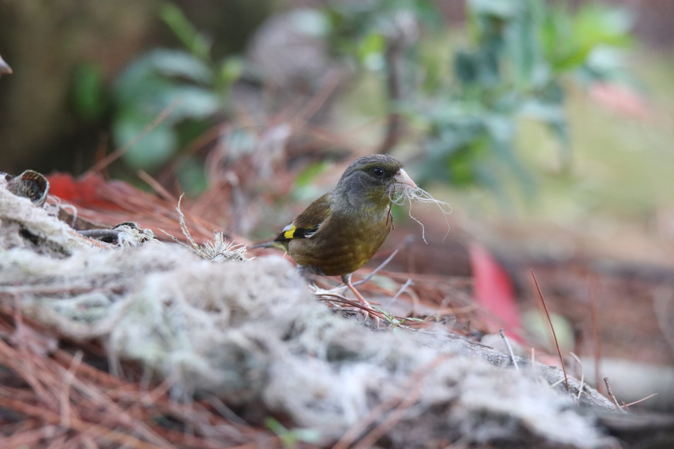 An Oriental Greenfinch is picking up nesting material on the forest floor, with soft green leaves blurred in the background.