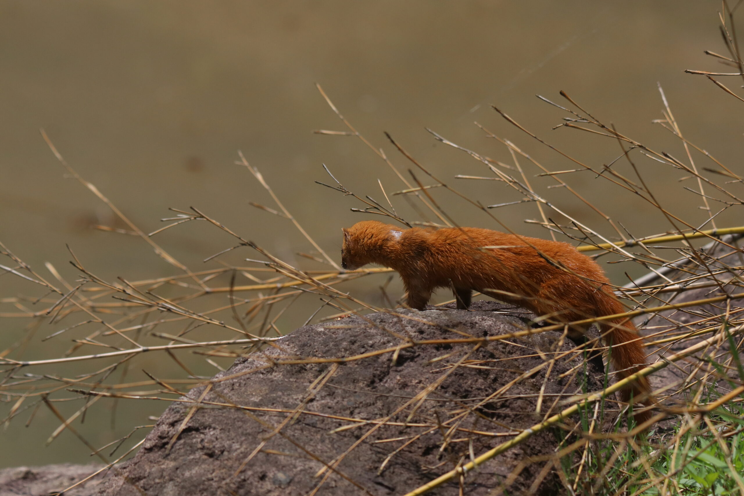 A Siberian Weasel stood on a big rock near a lake facing the water, with dry bamboo stalks laying around the rock.
