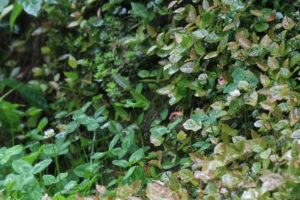 A Vinous-throated Parrotbill, a small brown bird, perched on wet grass on a hill, with raindrops visible, at East China Medical Botanical Garden.