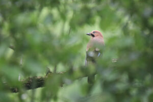 An Eurasian Jay stood on a big branch facing left with some parts of its body covered by the blurred green leaves in the foreground.