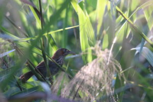 A close-up photograph captures a bird partially hidden among tall green reeds and grasses. The lighting is warm, casting highlights through the foliage, creating a sense of depth and focusing attention on the bird’s face. The overall impression is one of quiet observation and wildlife in its natural environment. 