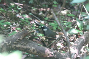 A Black-throated Laughingthrush is standing on a forest floor covered with fallen leaves with a large log nearby.