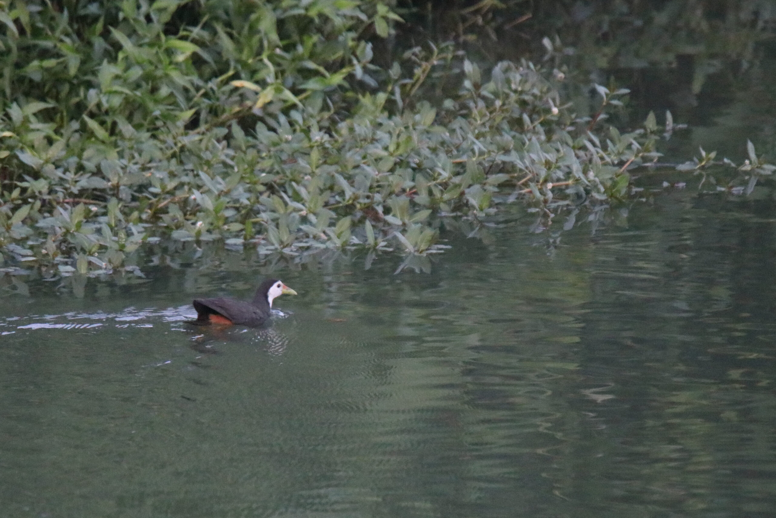 A White-breasted Waterhen is swimming in calm water.