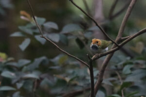 A small Rufous-faced Warbler bird with a greyish-green head and a reddish-orange beak perches on a thin branch.

