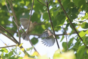 Two small birds with outstretched wings are captured mid-flight against a blurred green background of leaves. The Dusky Warbler bird on the left is attacking the young Cinereous Tit on the right.

