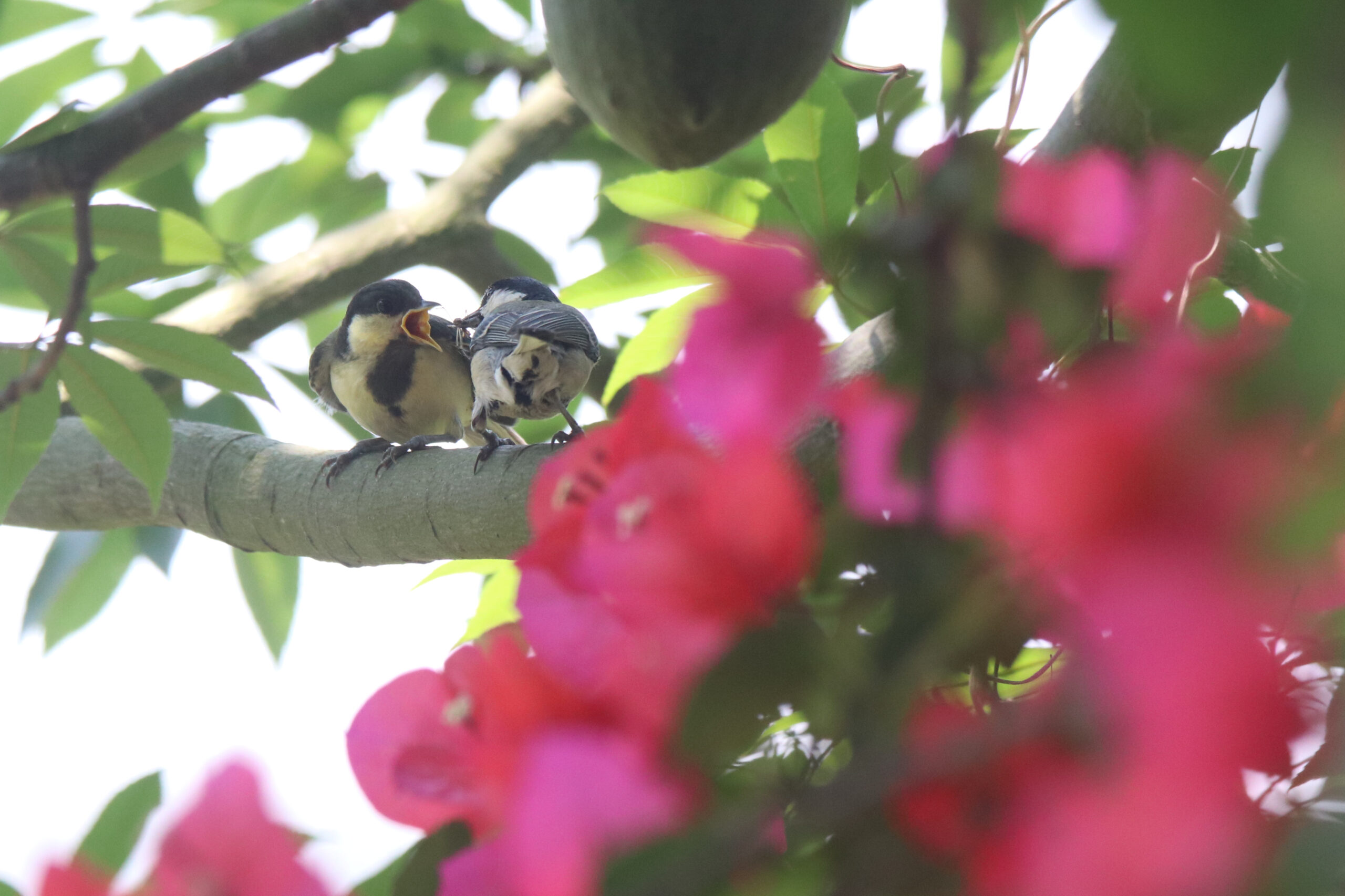 An adult Cinereous Tit feeds a spider to its baby on a branch, with pink flowers in front and green leaves behind.