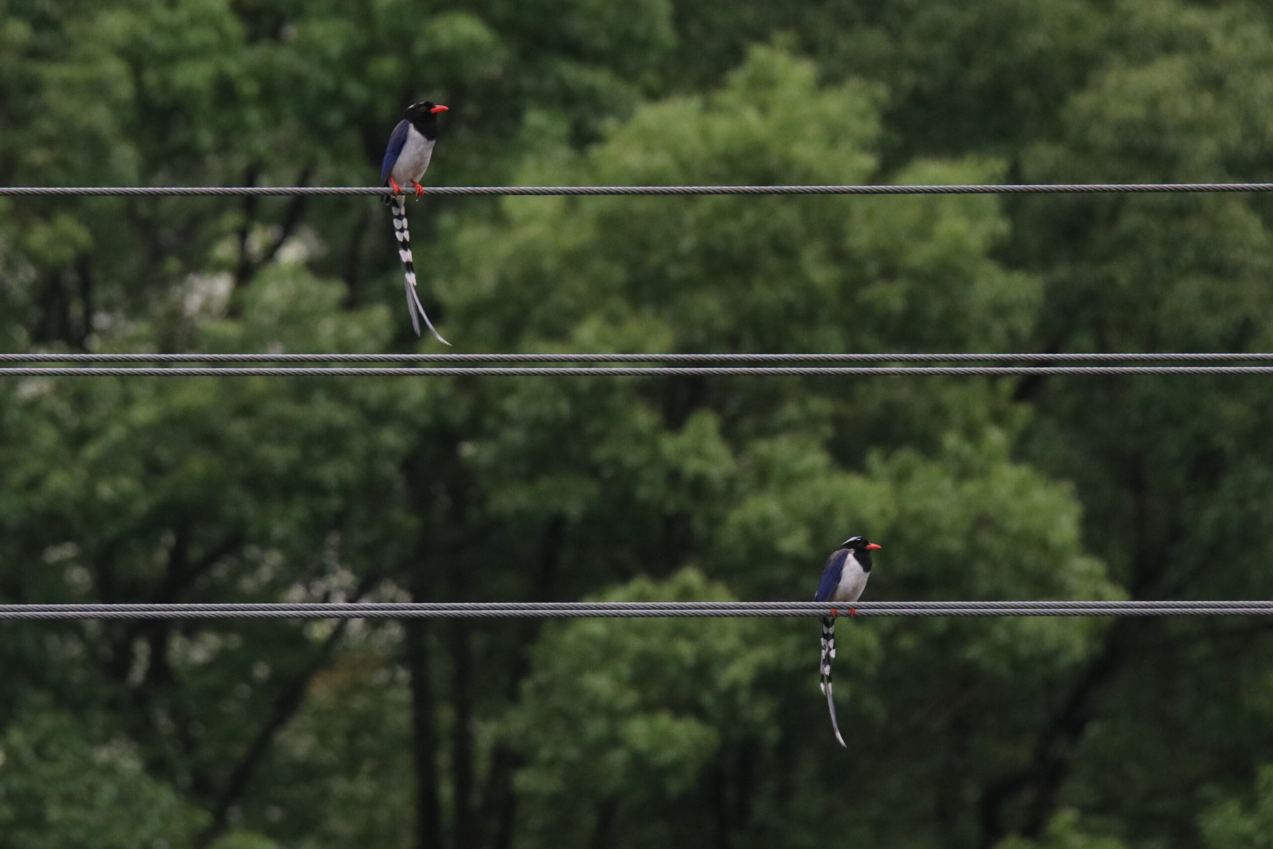 Two Red-billed Blue Magpies are perched on steel cables. Behind them is a blurry background of green trees from a forest park. One bird is on the top line, and the other is on the bottom line. Both have red bills, blue-gray feathers, black heads, and long, white-tipped tails.