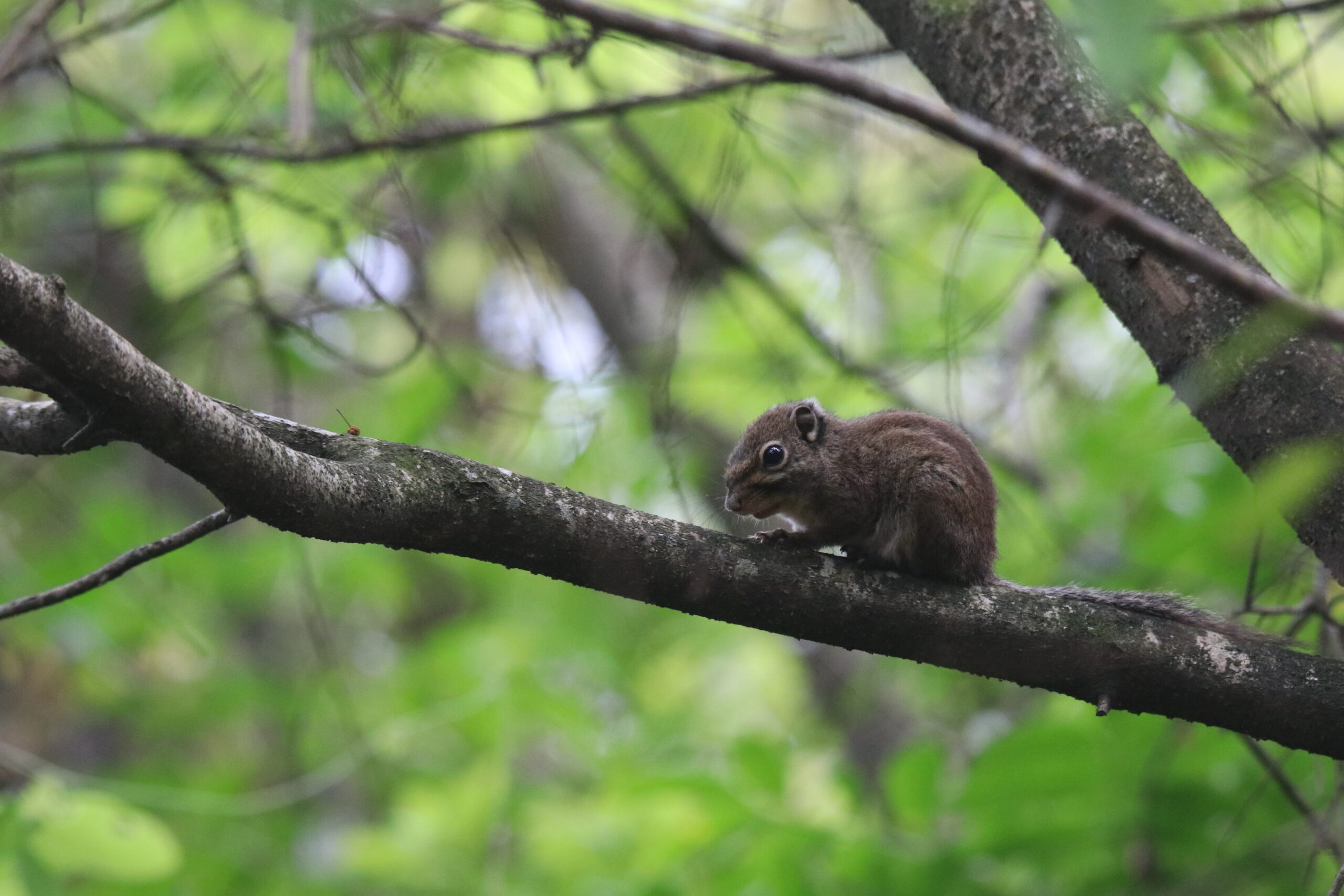 A Chipmunk perches on a branch with blurred leaves in the background.