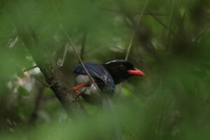Seeing through tree leaves, a Red-billed Blue Magpie perched on a branch. It has red bills, blue feathers, black heads, and long, white tails.
