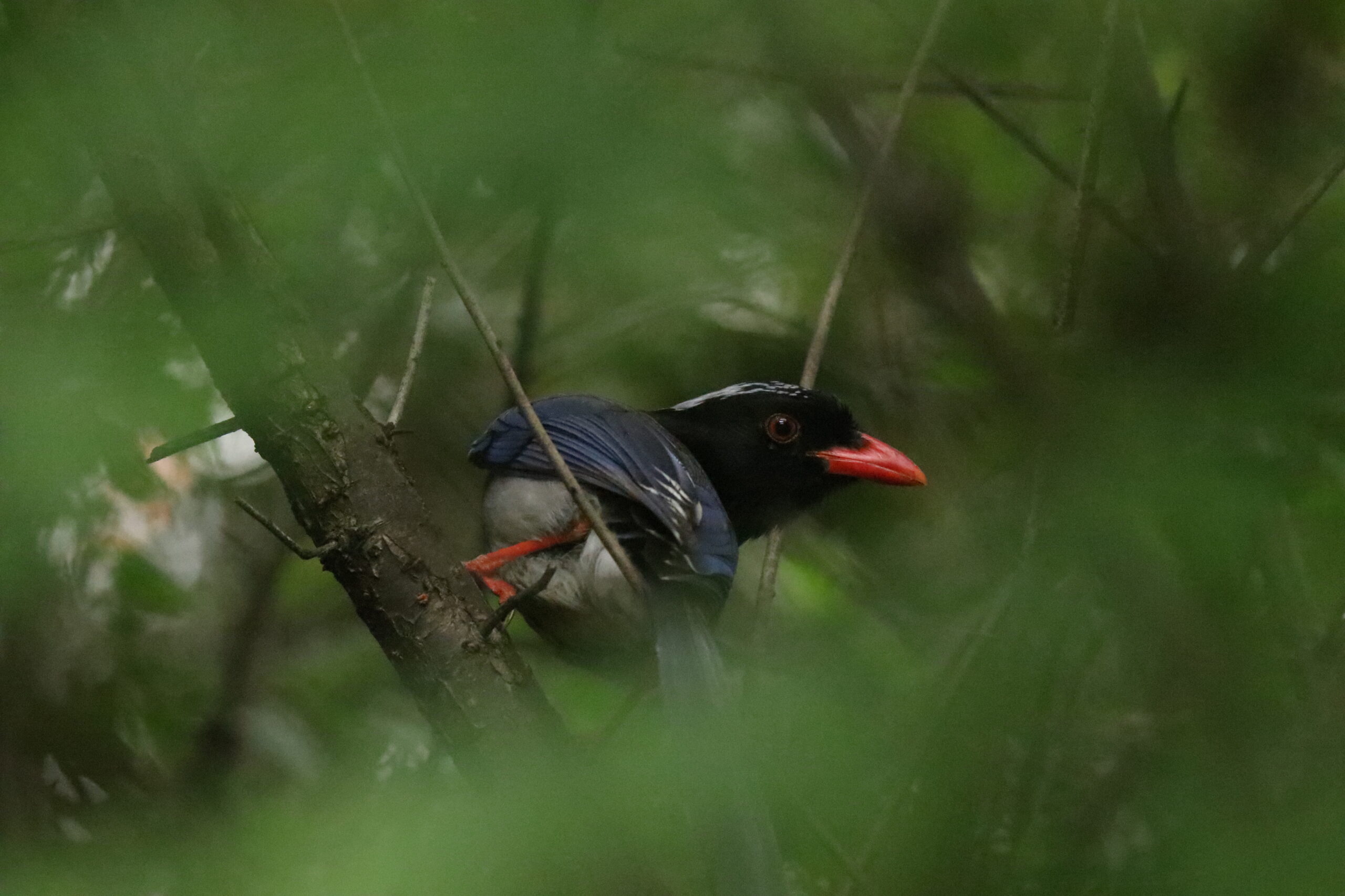 Seeing through tree leaves, a Red-billed Blue Magpie perched on a branch. It has red bills, blue feathers, black heads, and long, white tails.