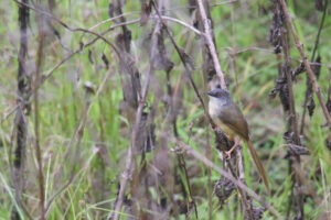 A Yellow-bellied Prinia with a long, elegant tail perched on dried branch within a dense tangle of green grasses and brown twigs. The overall impression is one of a quiet, undisturbed scene in a brushy area.