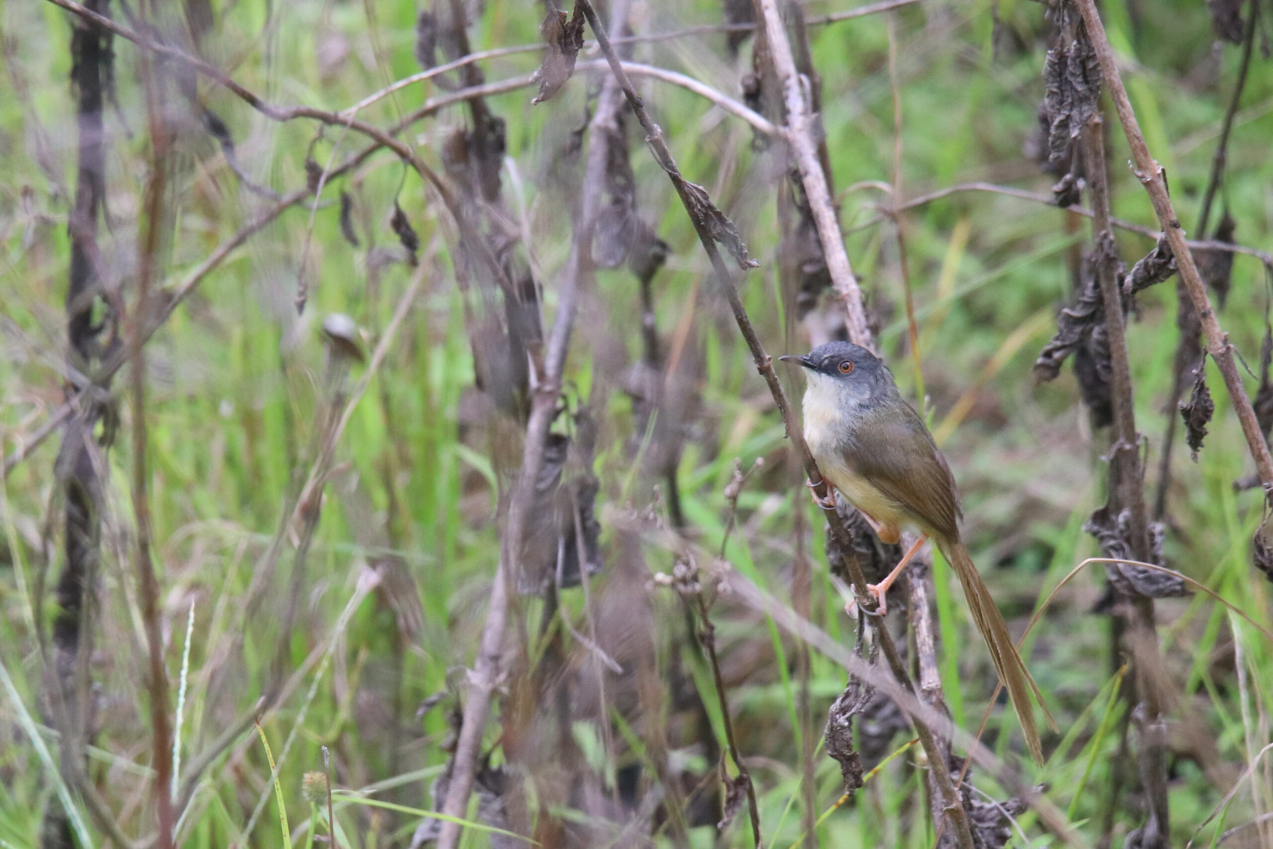 A Yellow-bellied Prinia with a long, elegant tail perched on dried branch within a dense tangle of green grasses and brown twigs. The overall impression is one of a quiet, undisturbed scene in a brushy area.
