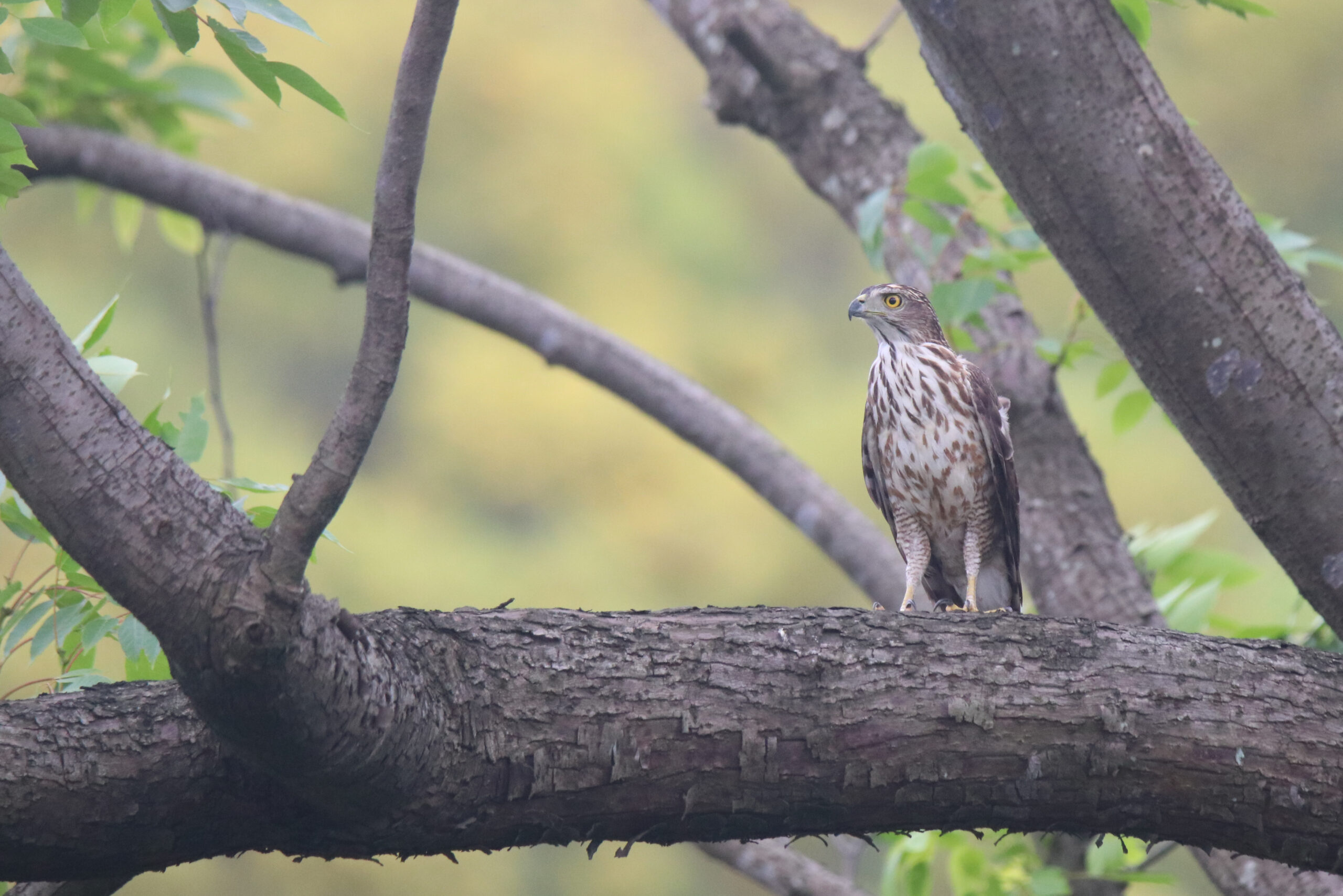 A Crested Goshawk perched on a weathered tree branch. Its sharp eyes are scanning the surroundings. The hawk has brown and white plumage, blending well with the bark of the tree. The branch is textured with deep grooves and ridges. The background is a soft, blurred green. The overall image presents a moment of stillness, with the hawk appearing alert and watchful.