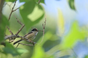 A small Black-throated Bushtit perches on a branch. The bird is calling and facing forward. The background is a blurred expanse of vibrant green leaves, creating a natural and leafy backdrop.