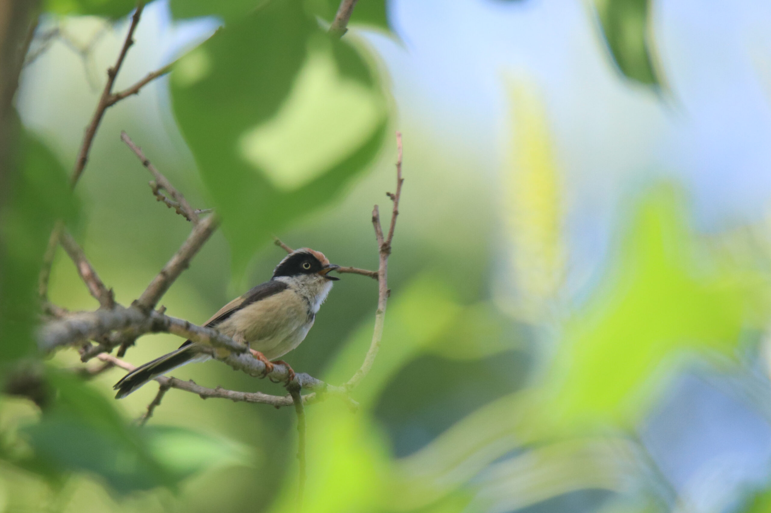 A small Black-throated Bushtit perches on a branch. The bird is calling and facing forward. The background is a blurred expanse of vibrant green leaves, creating a natural and leafy backdrop.